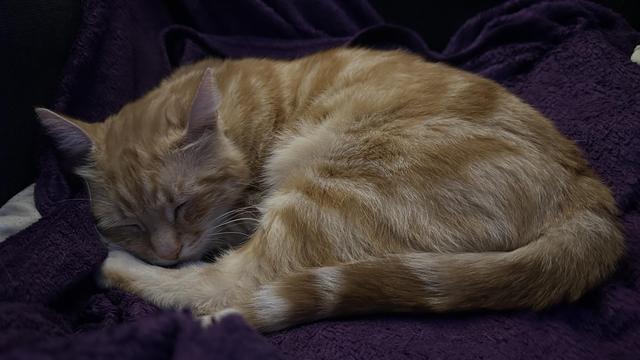 Washy the cat sleeping on the couch on his purple blanket