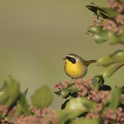 A male Common yellowthroat on a pink and green plant