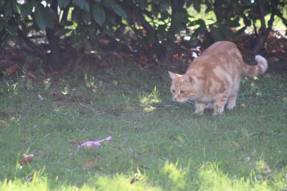 Washy playing with his pink mice in the garden